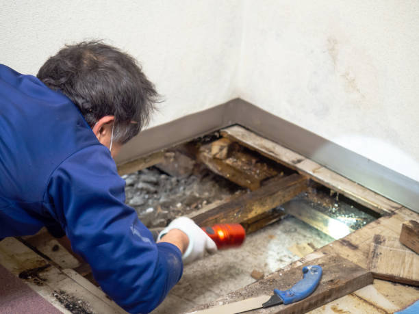 Best Professional Mold Removal  in Salem, AR