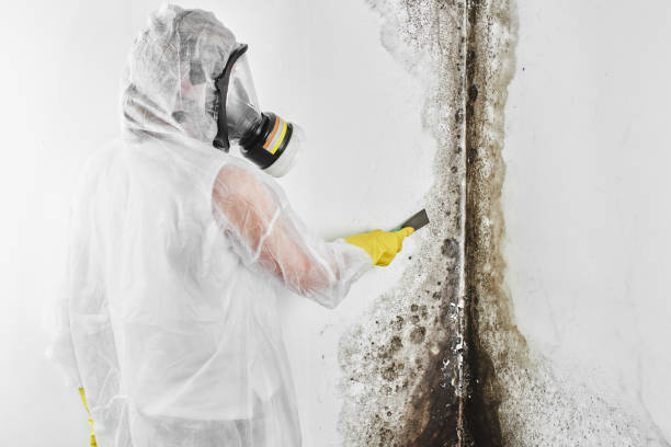 Attic Mold Removal in Salem, AR