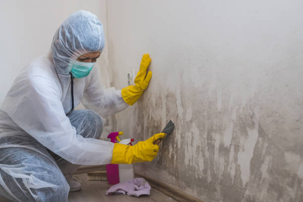 Best Black Mold Removal  in Salem, AR