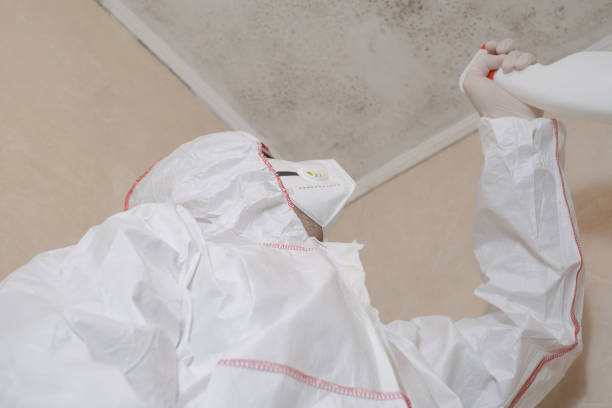 Best Best Mold Removal Companies  in Salem, AR