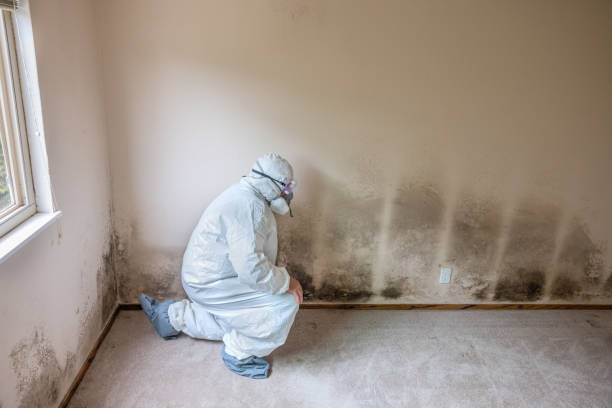 Best Affordable Mold Removal  in Salem, AR