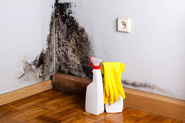 Professional Mold Removal in Salem, AR