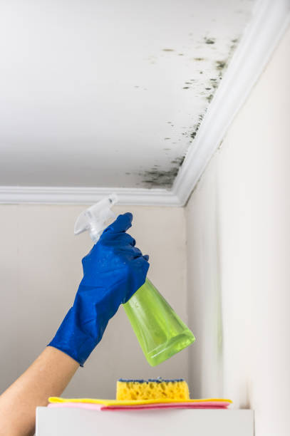 Best Certified Mold Removal  in Salem, AR