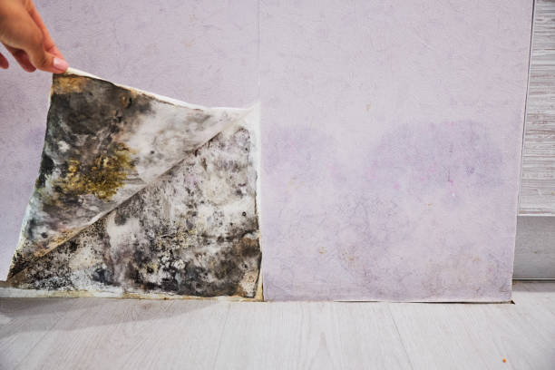 Best Same-Day Mold Removal  in Salem, AR